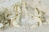 Bargain, Fossil Crab (Potamon) Preserved in Travertine - Turkey #145062-3